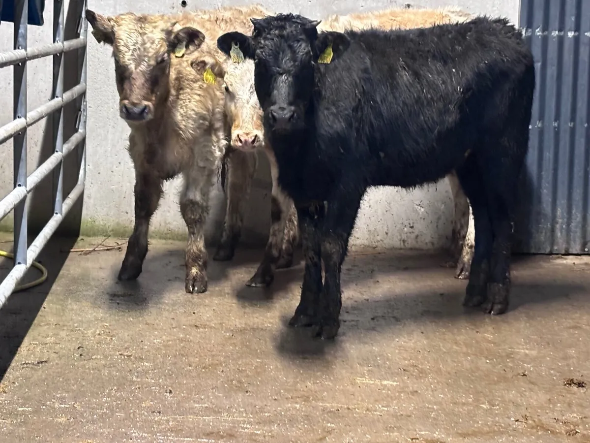 3 top quality continental Weanlings for sale - Image 1