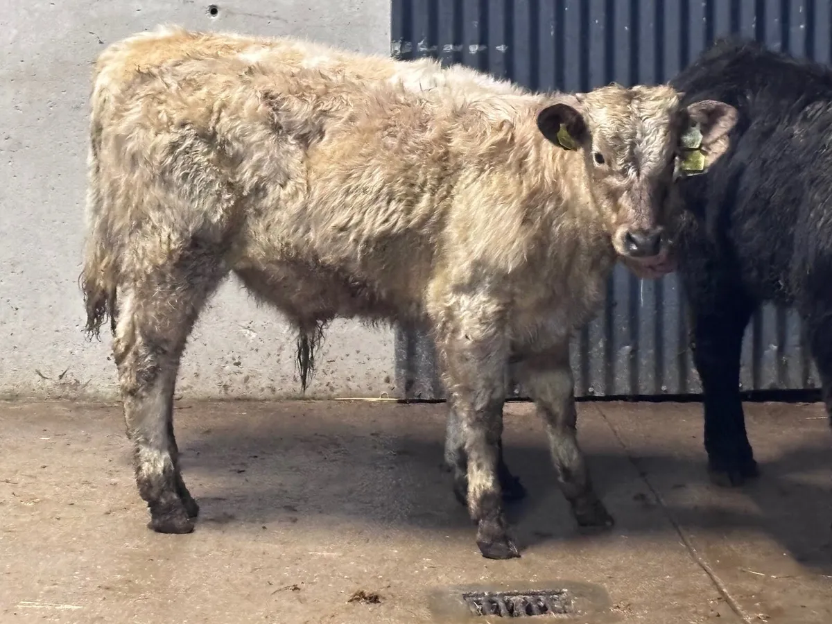 3 top quality continental Weanlings for sale - Image 2