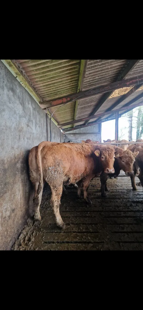 SPRINGERS GORT MART 12TH FEB - Image 2
