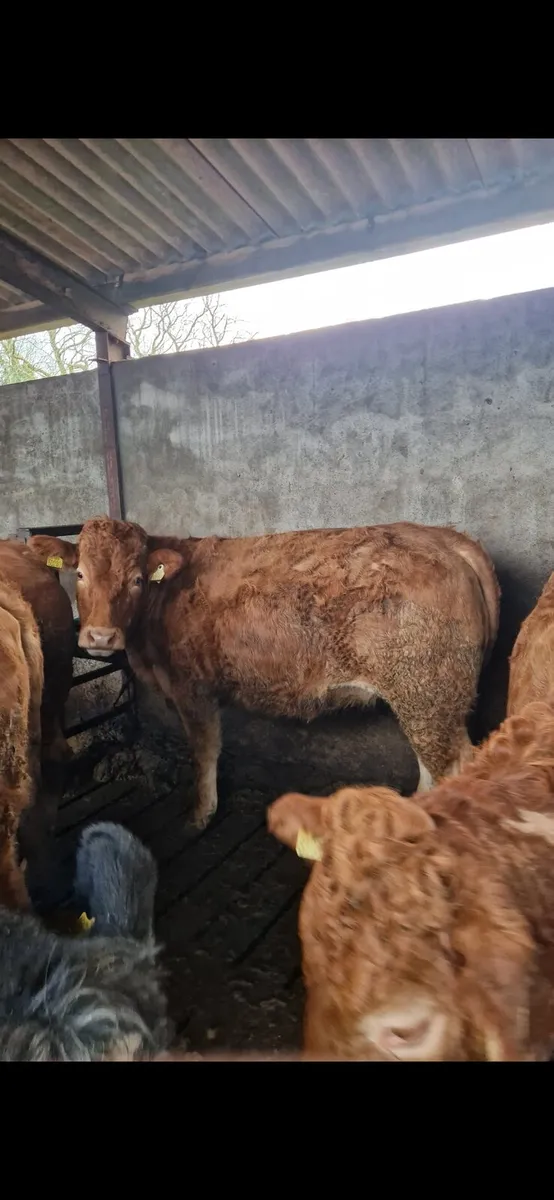 SPRINGERS GORT MART 12TH FEB - Image 4