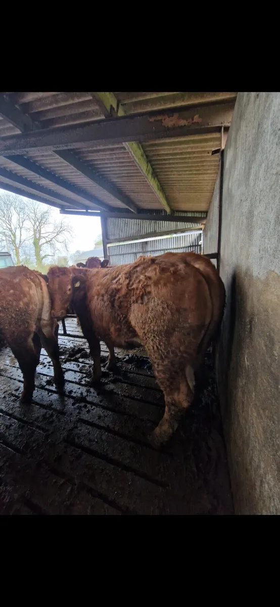 SPRINGERS GORT MART 12TH FEB - Image 3