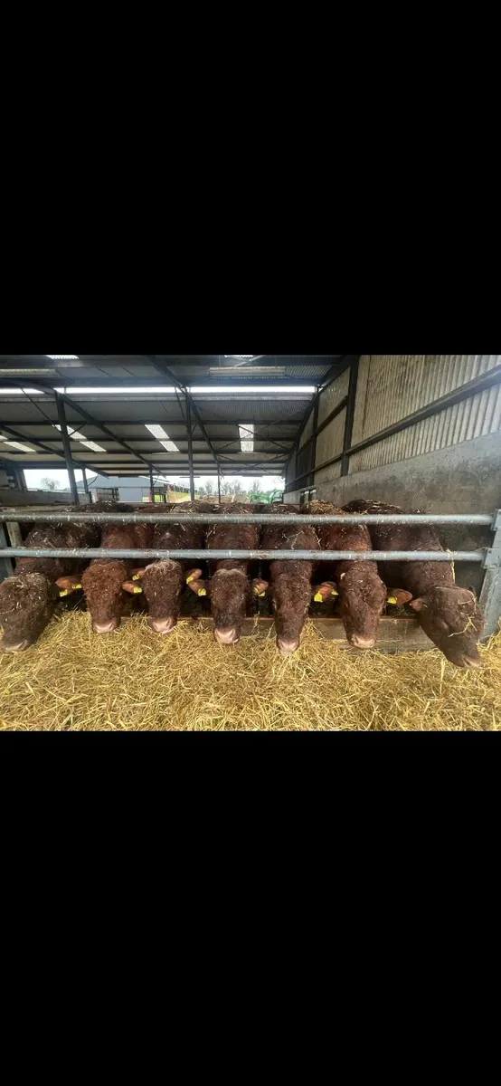 Saler Bulls - Image 3