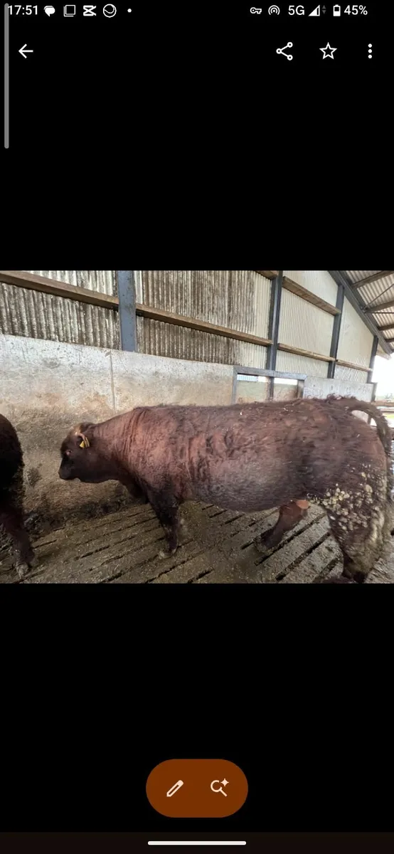 Saler Bulls - Image 4