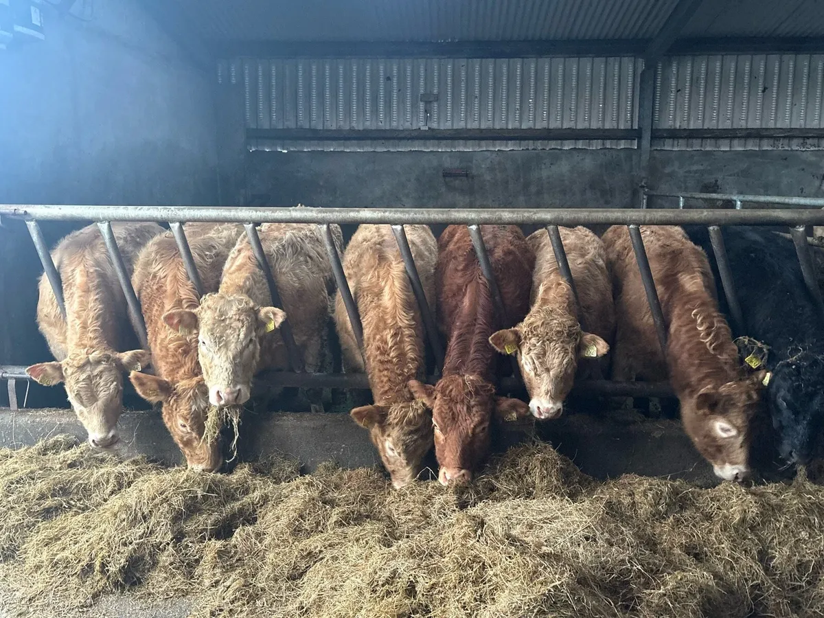 Heifer Weanlings for Sale - Image 3