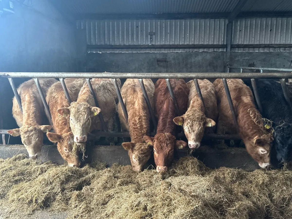 Heifer Weanlings for Sale - Image 4