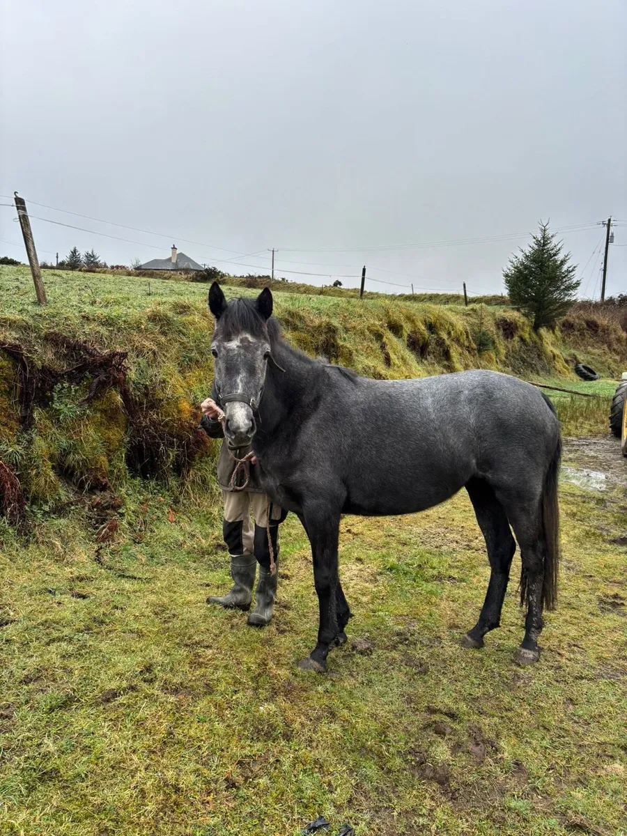 3 yo half bred Connamara - Image 1