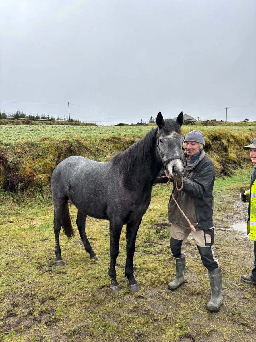 3 yo half bred Connamara - Image 2