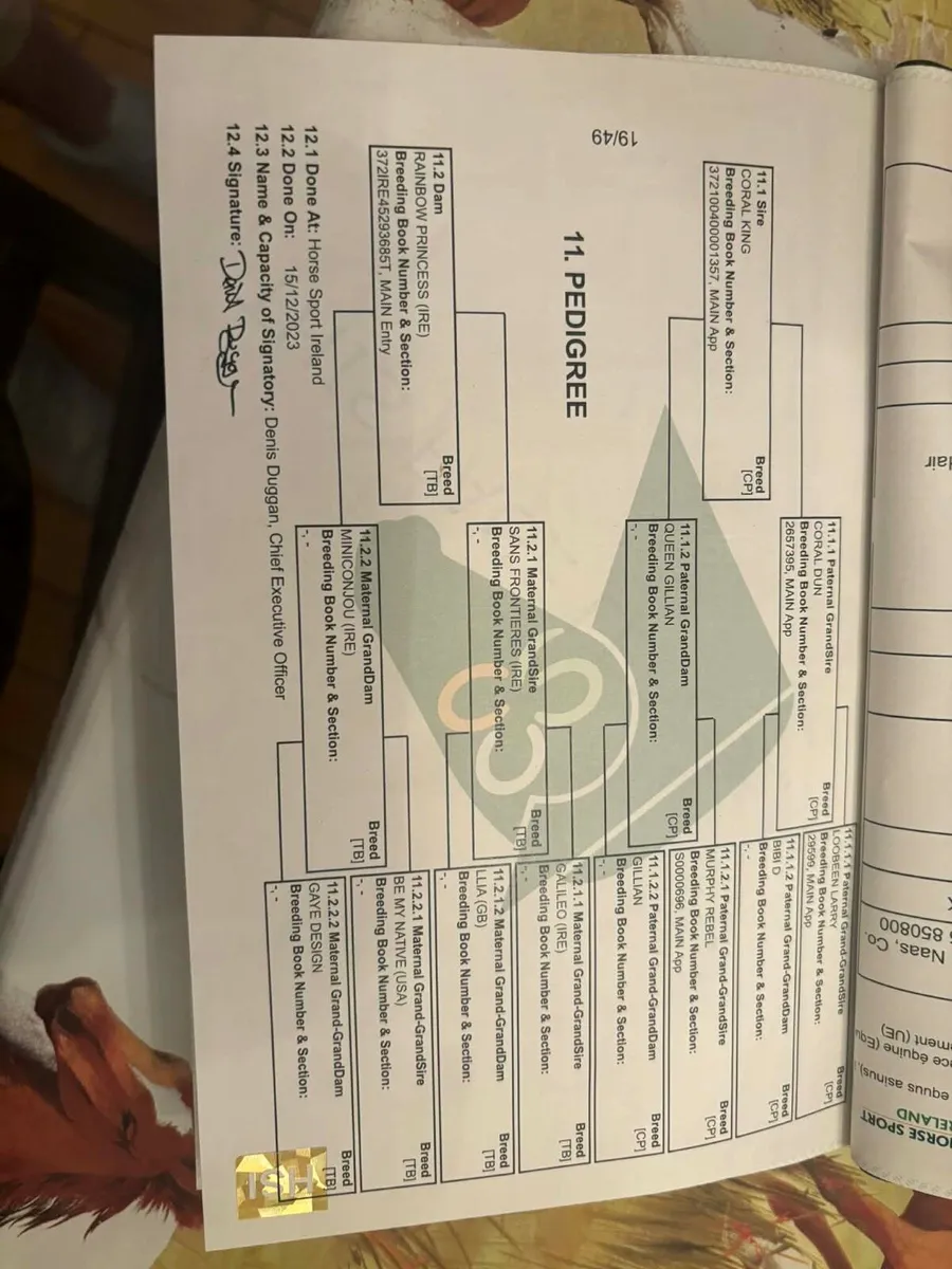 3 yo half bred Connamara - Image 3