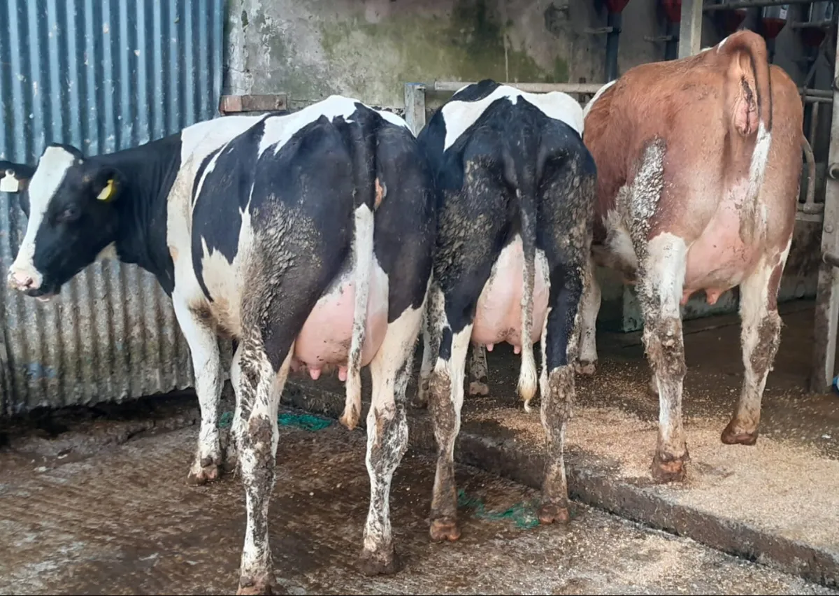 Purebred Calved Friesian Heifers 🐄🐄 - Image 1
