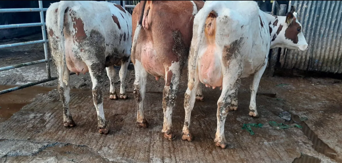 Purebred Calved Friesian Heifers 🐄🐄 - Image 2