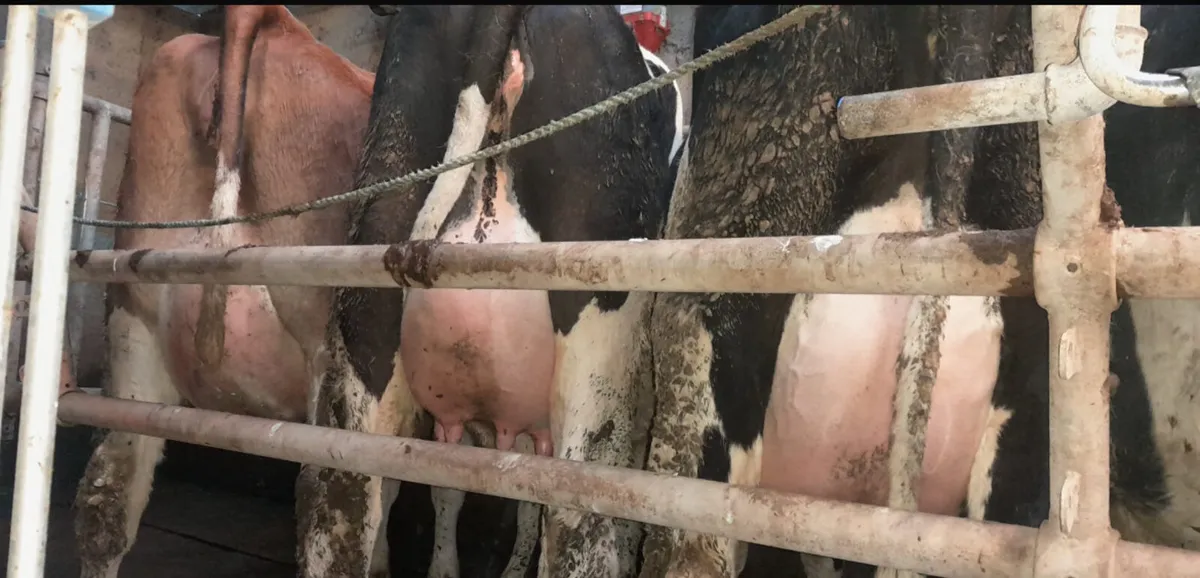 Purebred Calved Friesian Heifers 🐄🐄 - Image 3