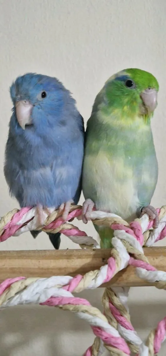 Pair of Parrotlet - Image 1