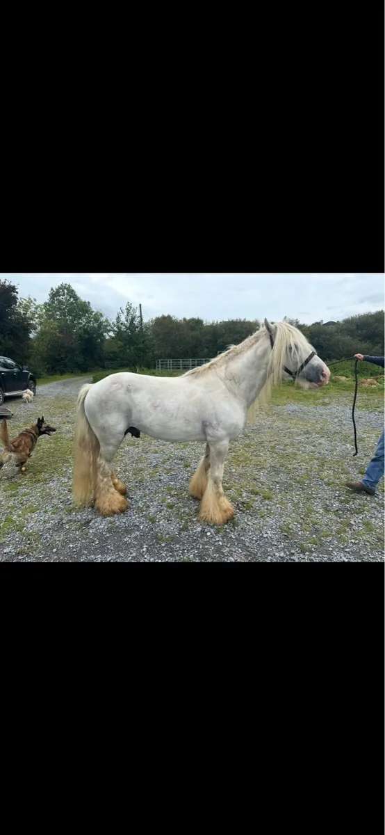 10 year old grey stallion - Image 3