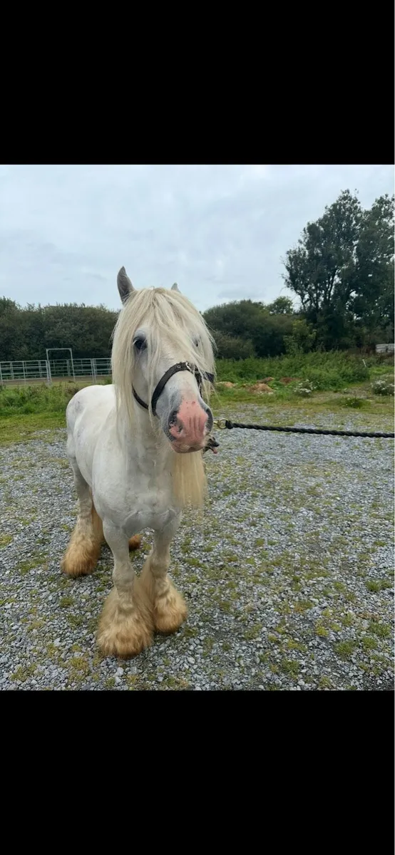 10 year old grey stallion - Image 4
