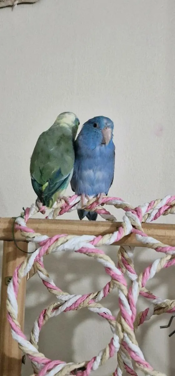 Pair of Parrotlet - Image 2