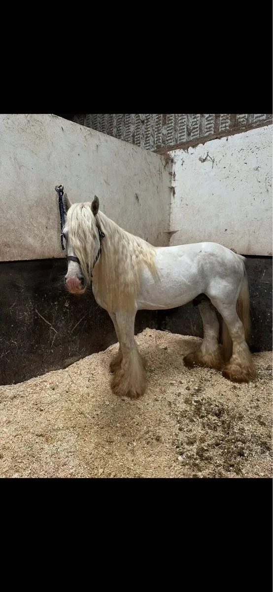 10 year old grey stallion - Image 1