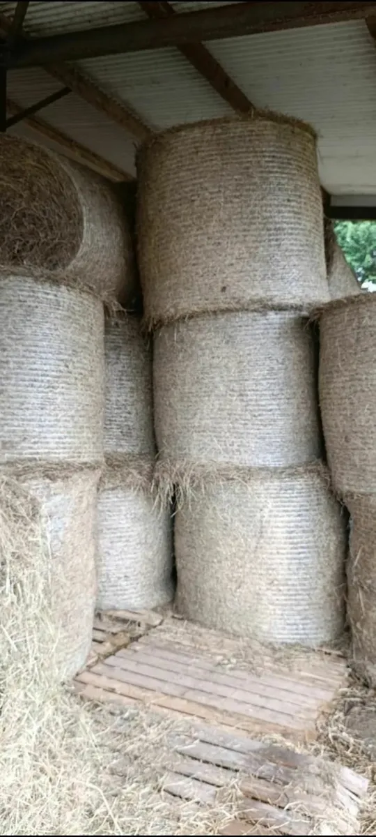 Hay - Image 2