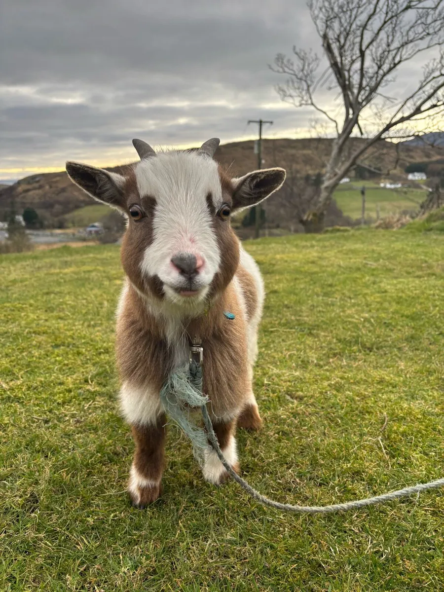 Pygmy goat - Image 1