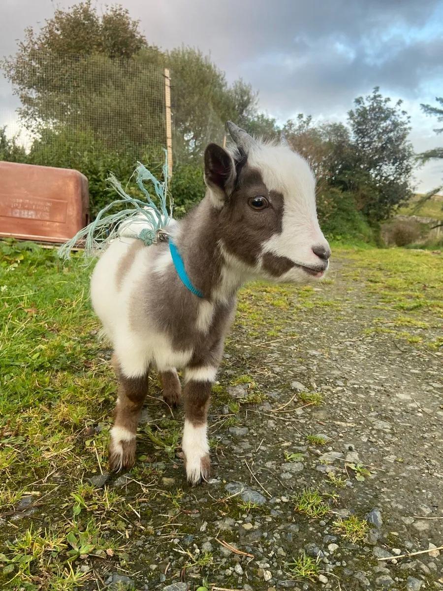 Pygmy goat - Image 2