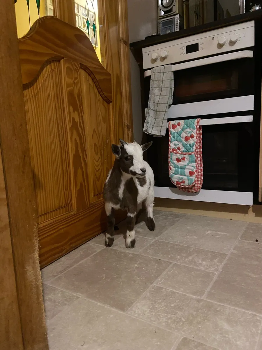 Pygmy goat - Image 3