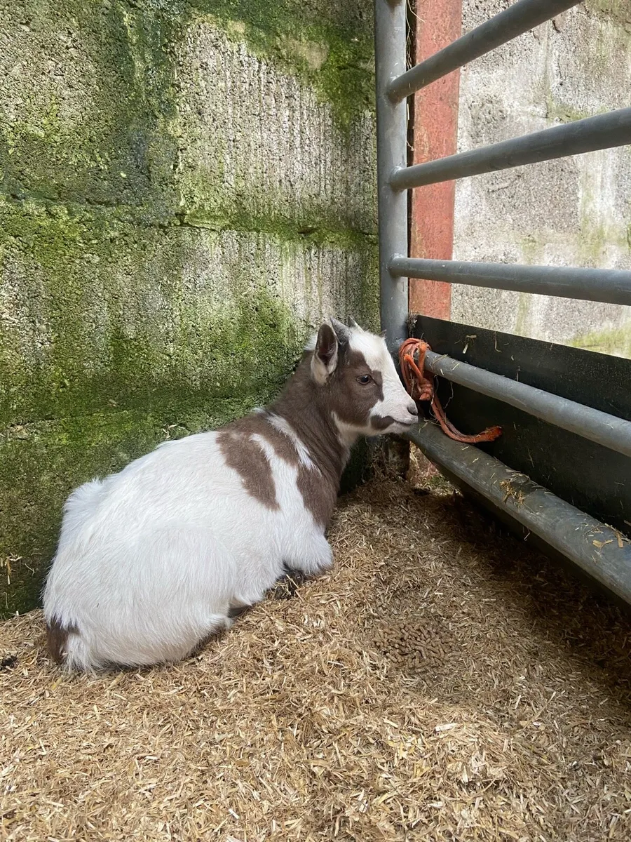 Pygmy goat - Image 4