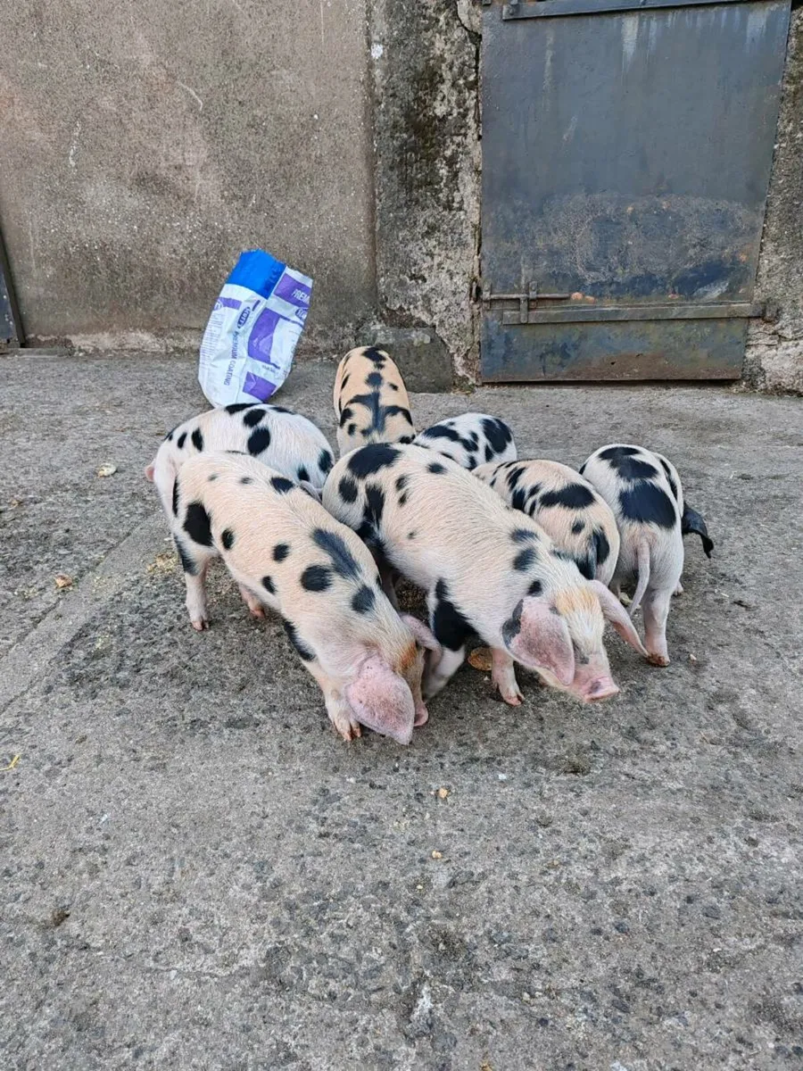 Gloucestershire Old Spot X Weaners