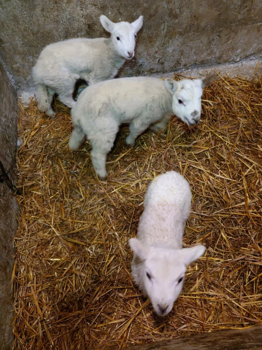 Pet Lambs - Image 4