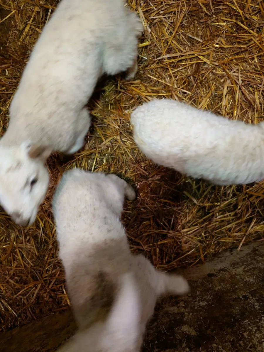 Pet Lambs - Image 1