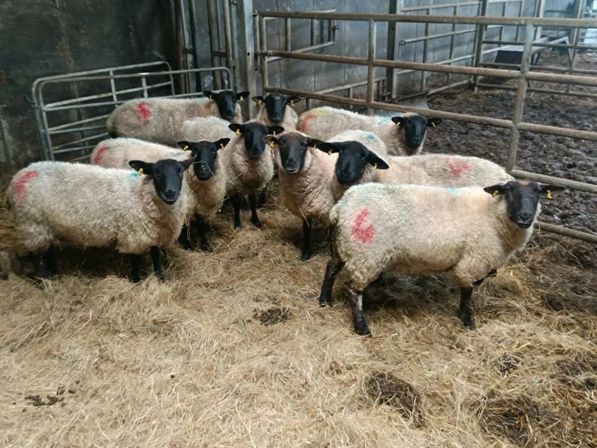 Inlamb Hogget Ewes - Image 1