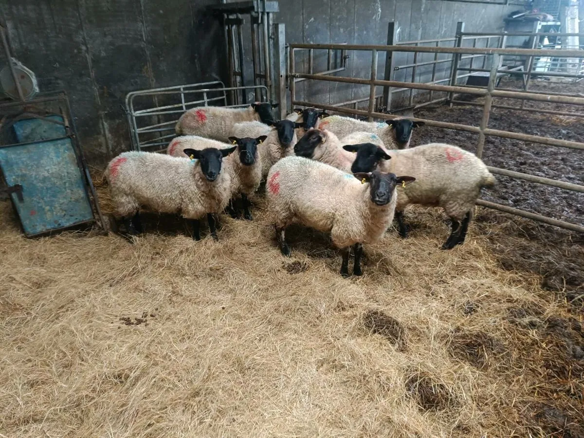 Inlamb Hogget Ewes - Image 2
