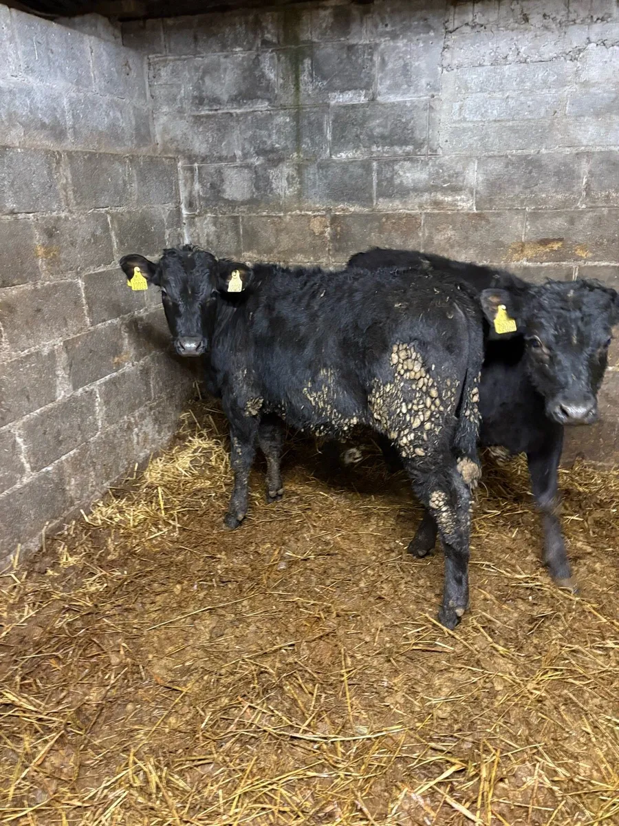 Two super LMX 25 born bullocks - Image 1