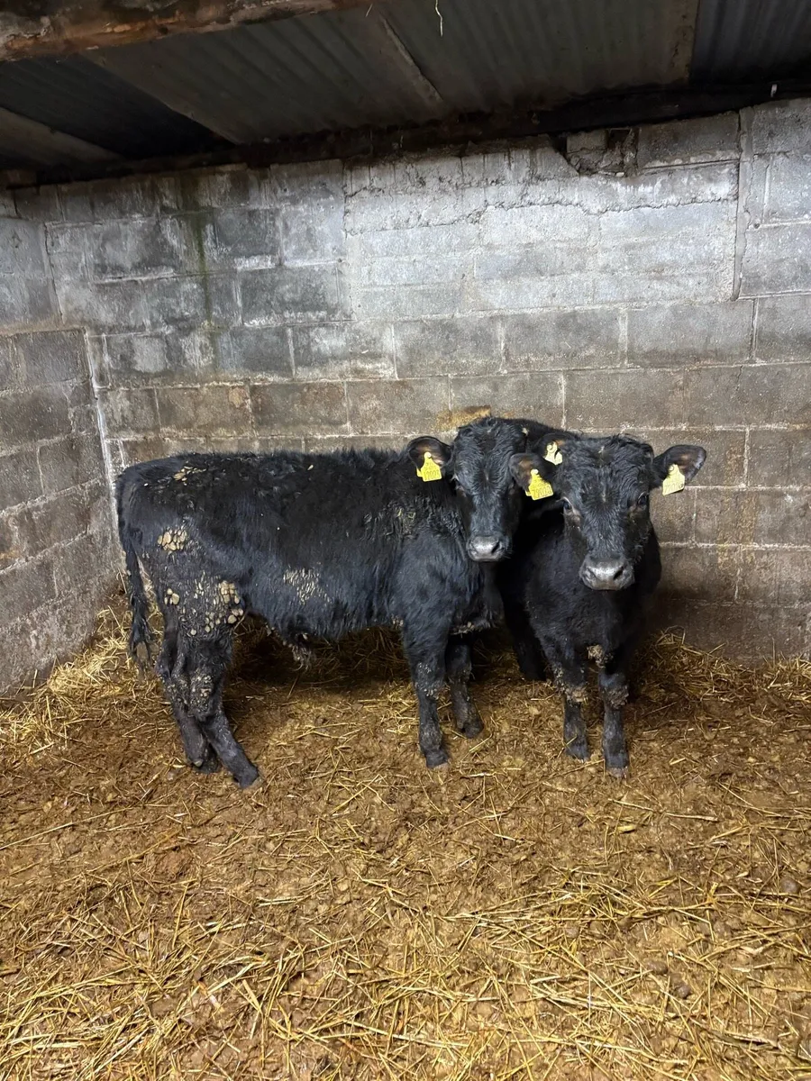 Two super LMX 25 born bullocks - Image 2