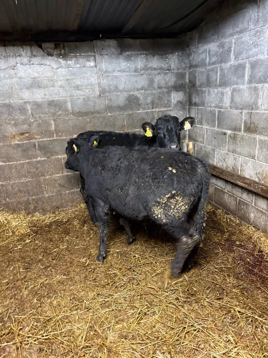 Two super LMX 25 born bullocks - Image 3