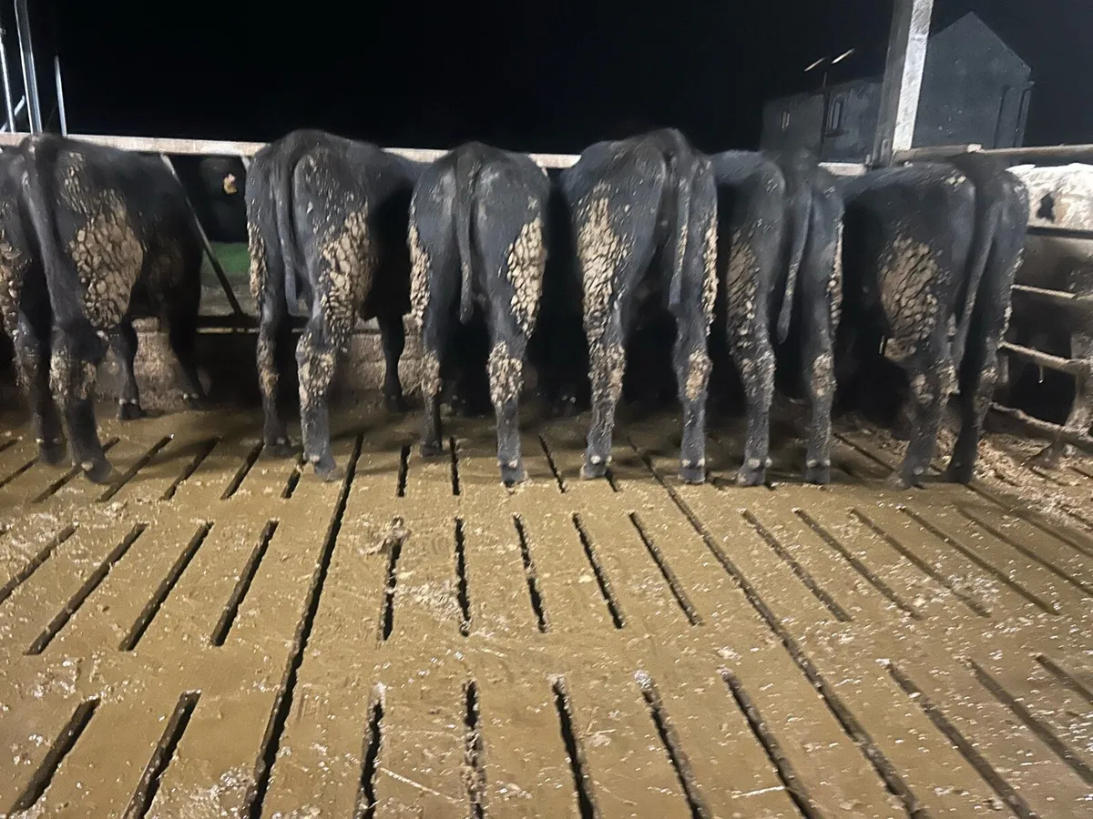 5 Aa heifers On sale ballina mart tuesday 10th - Image 2