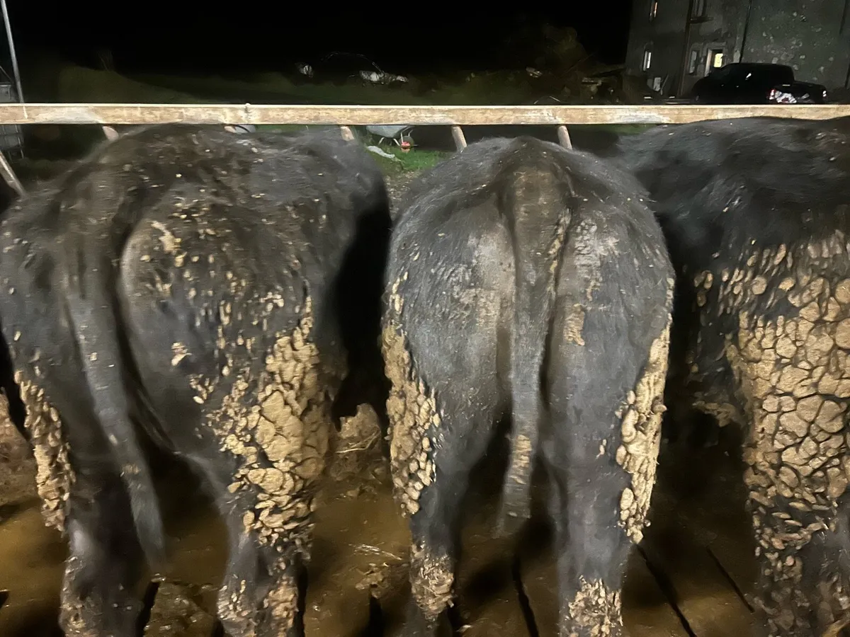 5 Aa heifers On sale ballina mart tuesday 10th - Image 3