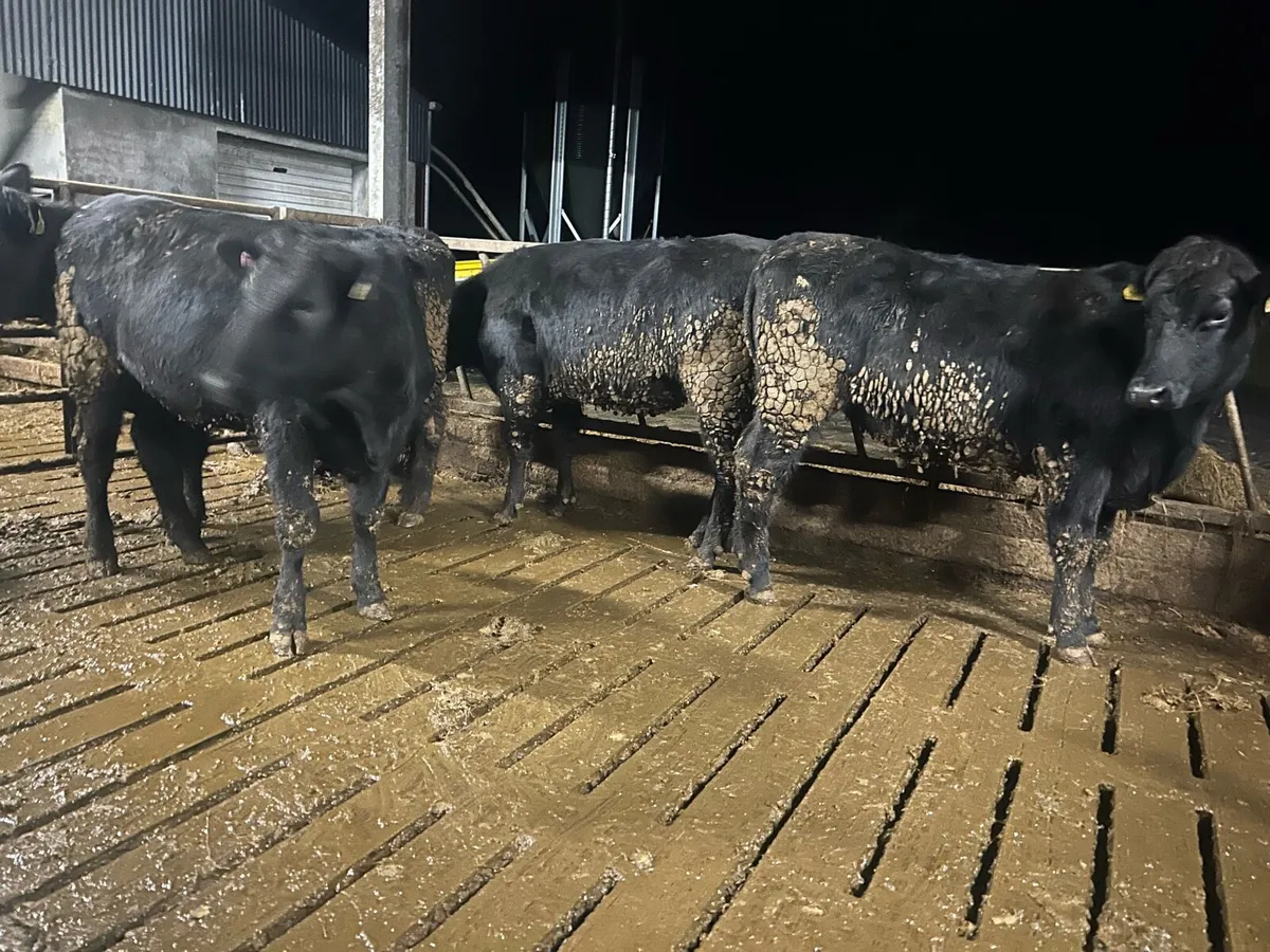 5 Aa heifers On sale ballina mart tuesday 10th - Image 1