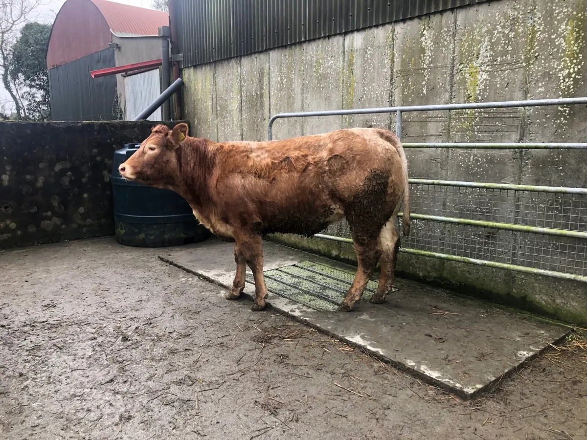 3 Roan Breeding Heifers - Image 1