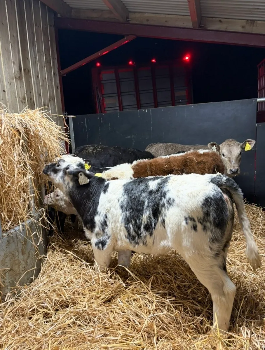 6 super reared heifer calves (OFF MILK) - Image 4