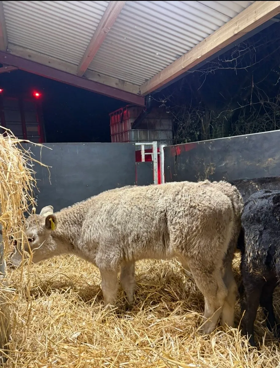 6 super reared heifer calves (OFF MILK) - Image 2