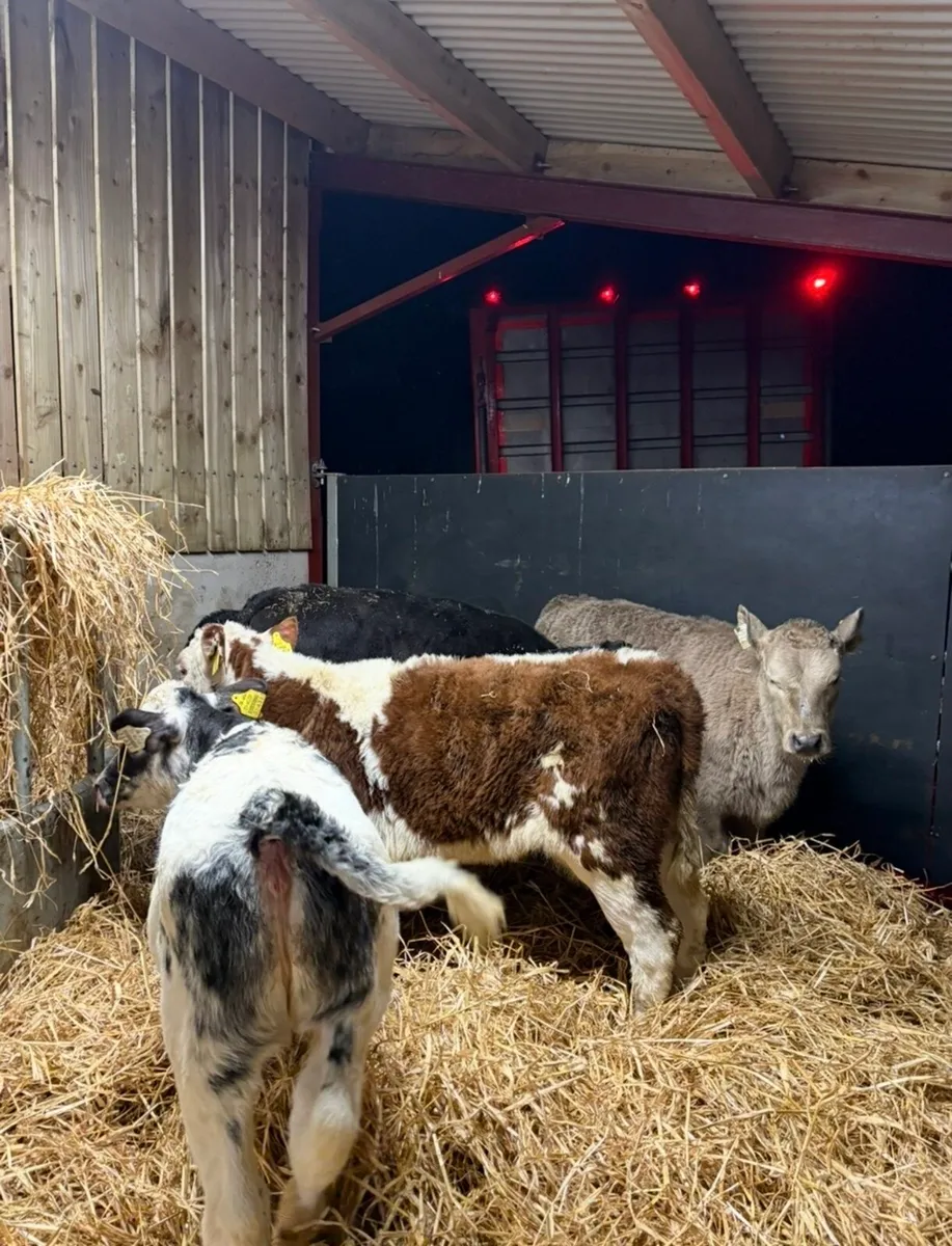 6 super reared heifer calves (OFF MILK) - Image 3