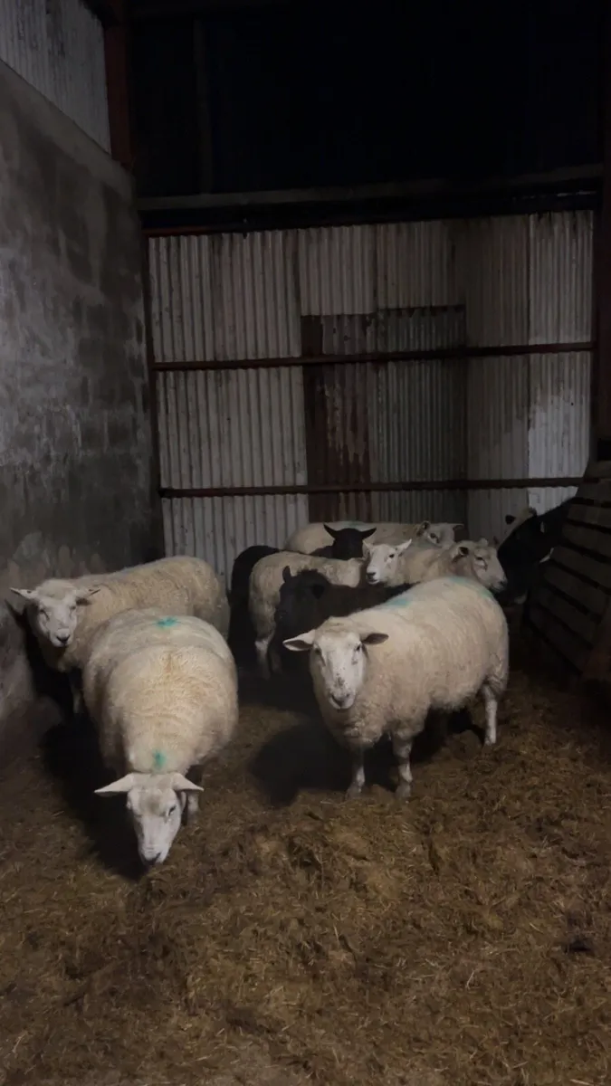 Inlamb ewes - Image 1
