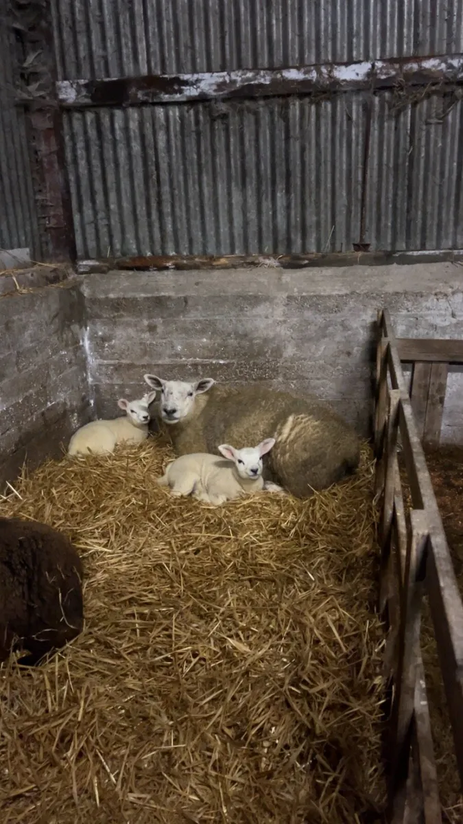Inlamb ewes - Image 3