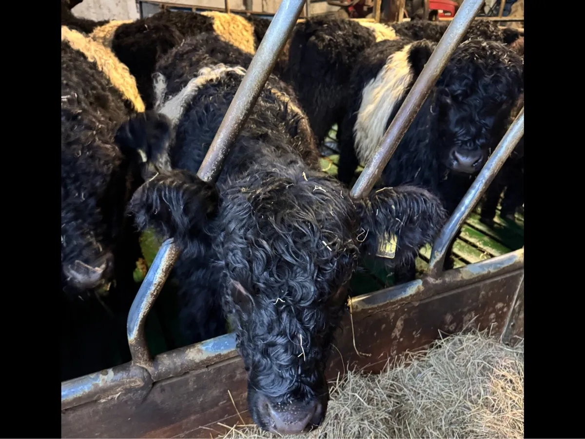 Belted Galloway Heifer PB Regestered - Image 2