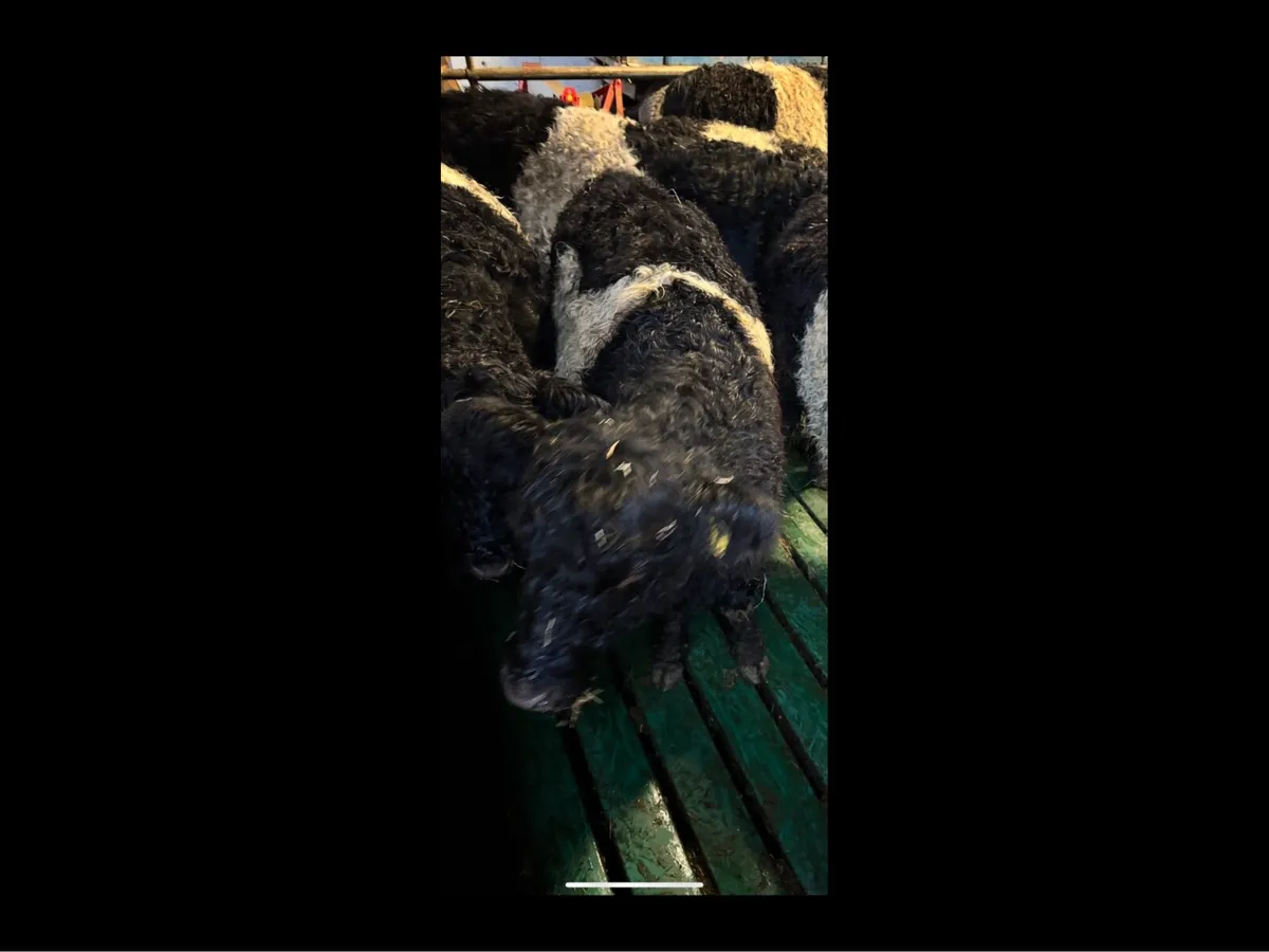 Belted Galloway Heifer PB Regestered - Image 3