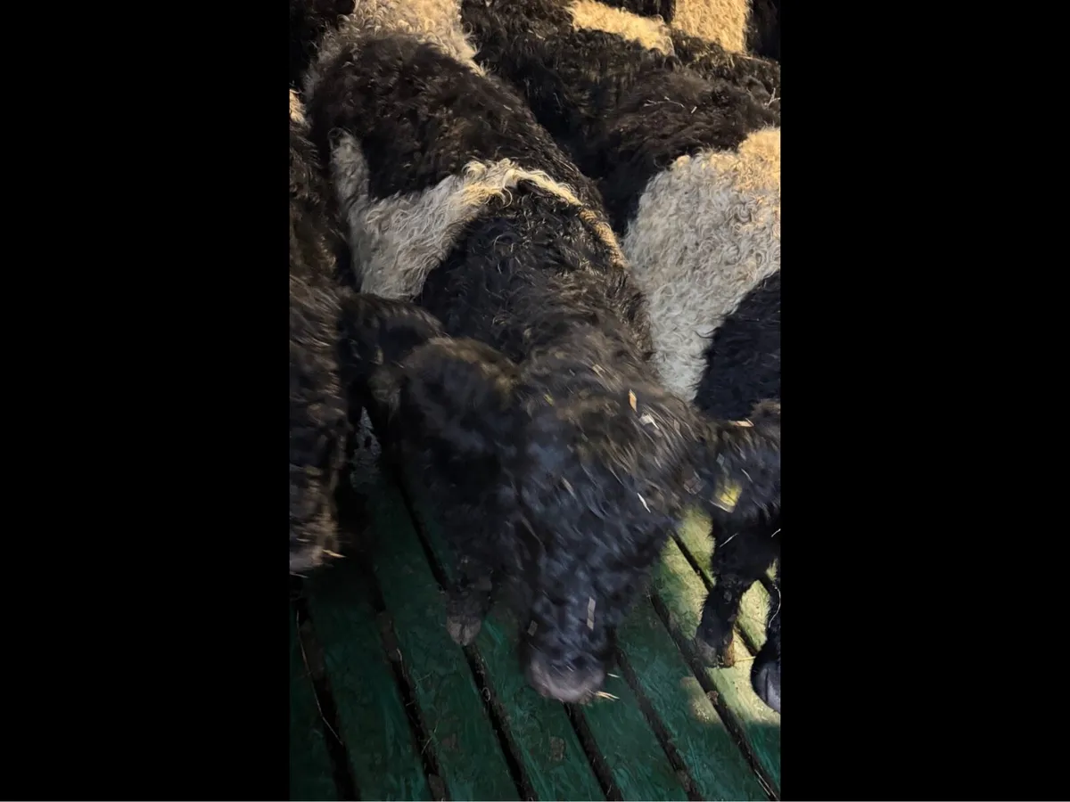 Belted Galloway Heifer PB Regestered - Image 4