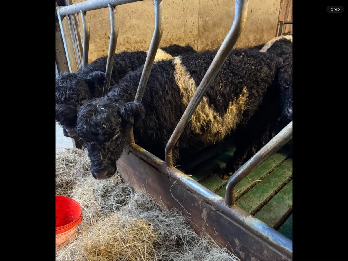 Belted Galloway Heifer PB Regestered - Image 1