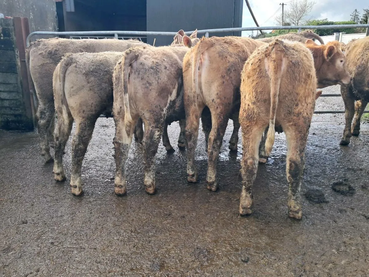 7 Charlaois Heifers 5 Star Genotyped - Image 1