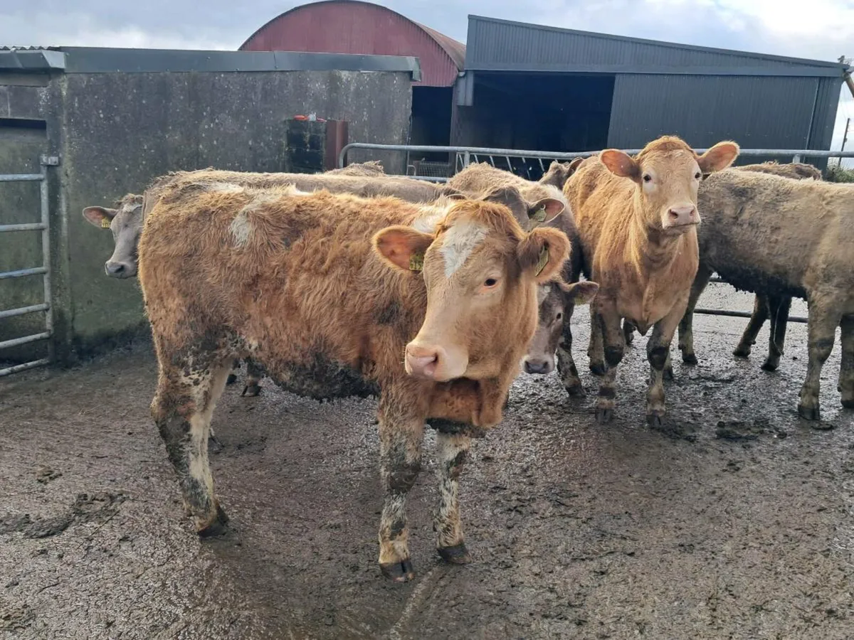 7 Charlaois Heifers 5 Star Genotyped - Image 4