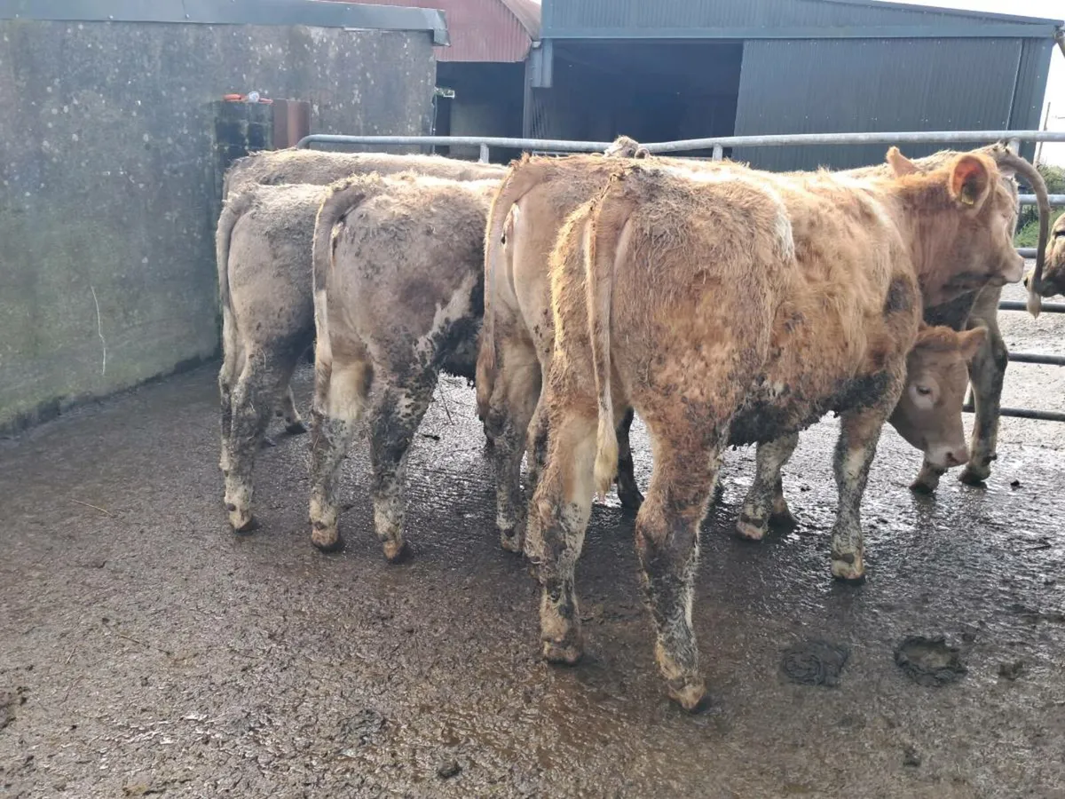7 Charlaois Heifers 5 Star Genotyped - Image 2