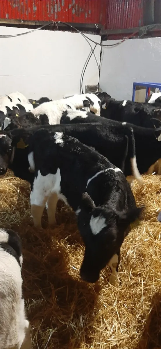 strong fr bull calves - Image 1